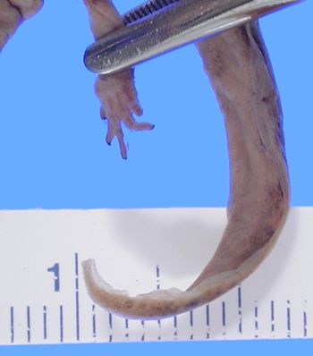 Media type: image; Herpetology A-28277